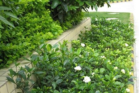 栀子花长虫子怎么处理，栀子花长虫子怎么办（栀子花有白粉虱怎么办）