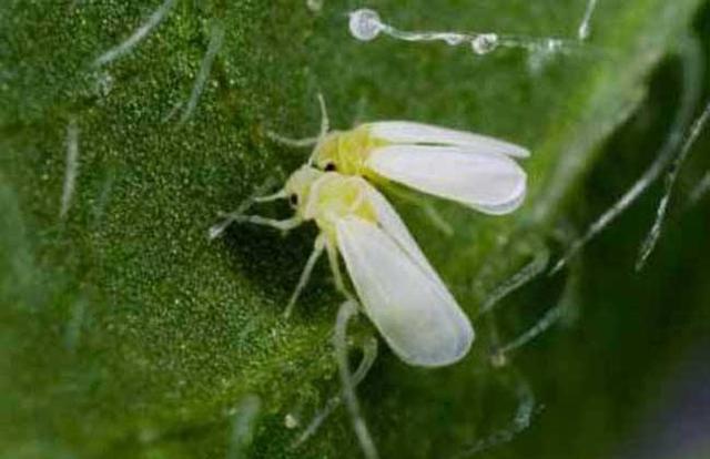 栀子花长虫子怎么处理，栀子花长虫子怎么办（栀子花有白粉虱怎么办）