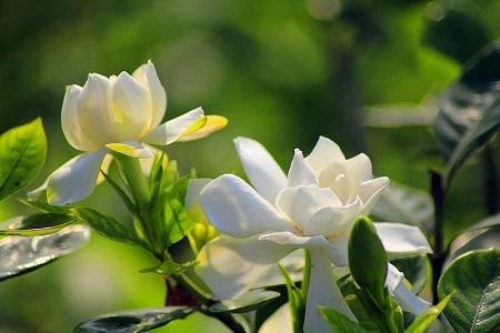 栀子花长虫子怎么处理，栀子花长虫子怎么办（栀子花有白粉虱怎么办）