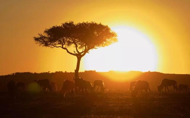 特勤是干嘛的，厂里特勤是干嘛的（“我愿用我一切换你岁月长留”这是一个小警对老警的牵挂）
