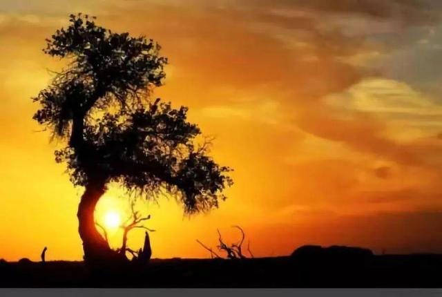 特勤是干嘛的，厂里特勤是干嘛的（“我愿用我一切换你岁月长留”这是一个小警对老警的牵挂）