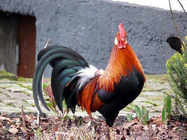 属鸡的人今年运势怎么样，属鸡的人今年运势怎么样,2023（今日属鸡、猴、鼠之人大旺）