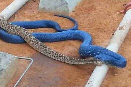 家里有保家仙的忌讳，家里供奉保家仙最忌讳什么（农村里的保家仙）