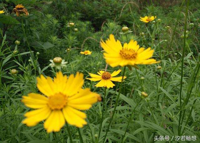 金鸡菊的花语是什么，金鸡菊有什么寓意（花语印象：送你一朵金鸡菊）