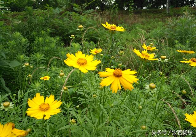 金鸡菊的花语是什么，金鸡菊有什么寓意（花语印象：送你一朵金鸡菊）