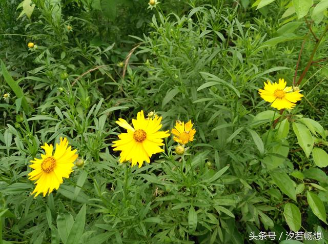 金鸡菊的花语是什么，金鸡菊有什么寓意（花语印象：送你一朵金鸡菊）