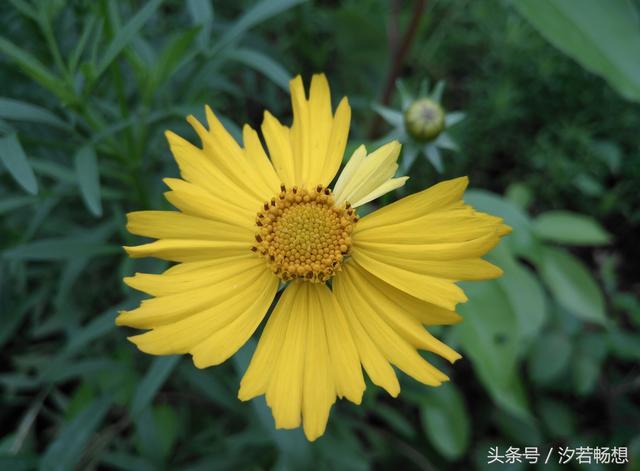 金鸡菊的花语是什么，金鸡菊有什么寓意（花语印象：送你一朵金鸡菊）