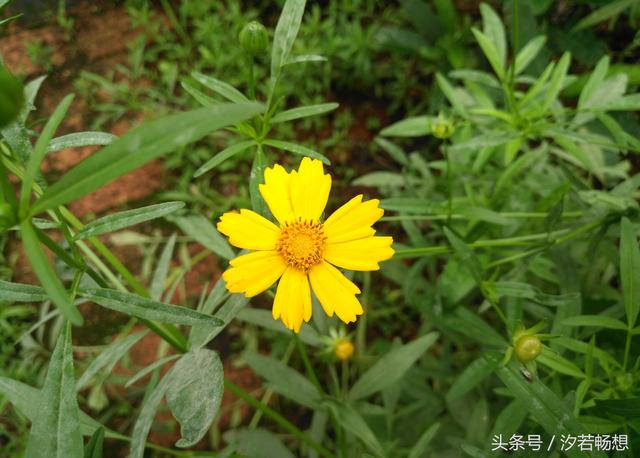 金鸡菊的花语是什么，金鸡菊有什么寓意（花语印象：送你一朵金鸡菊）