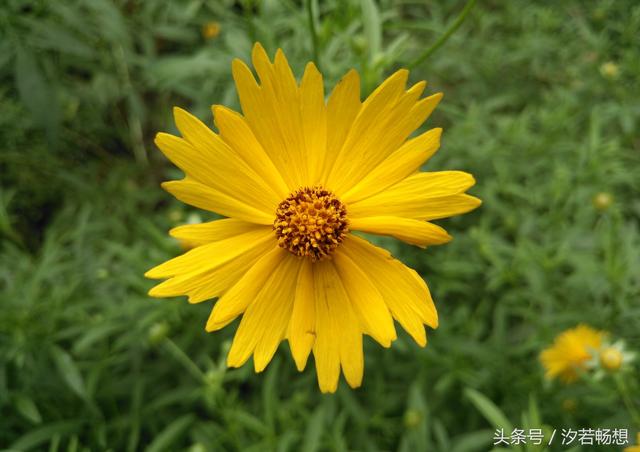 金鸡菊的花语是什么，金鸡菊有什么寓意（花语印象：送你一朵金鸡菊）