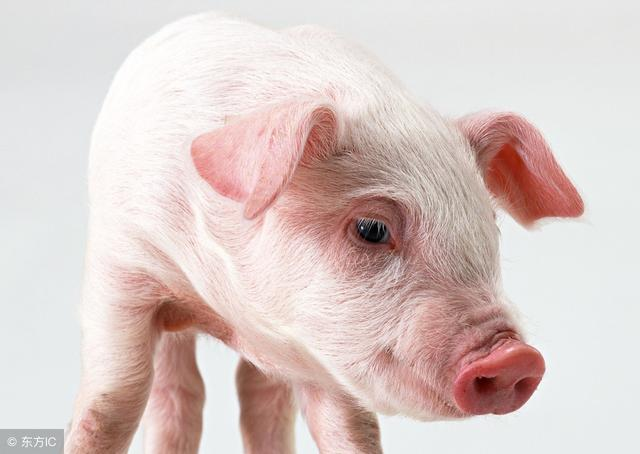 生肖猪出世在这三个月,十猪九顺,一顺百顺!