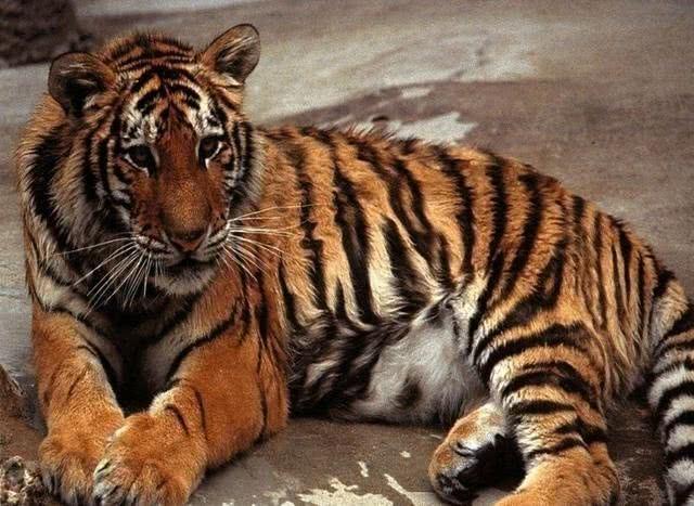 已经灭绝的动物，已经灭绝的十大动物（10种在近代已灭绝的动物）