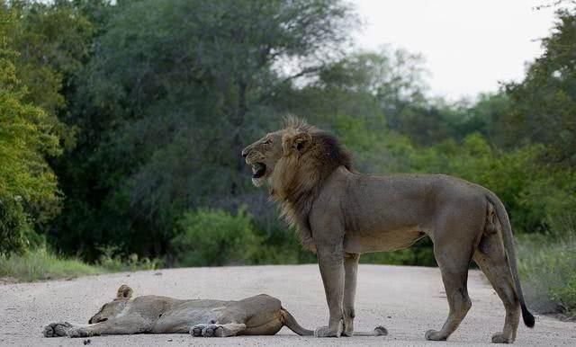 已经灭绝的动物，已经灭绝的十大动物（10种在近代已灭绝的动物）