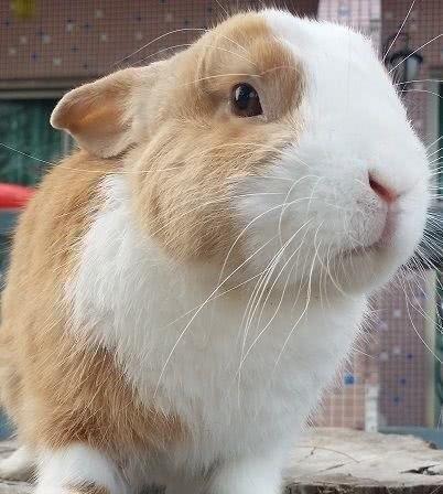 已经灭绝的动物，已经灭绝的十大动物（10种在近代已灭绝的动物）