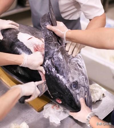 白金枪鱼是什么鱼，白金枪鱼和红金枪鱼哪个贵（天价蓝鳍金枪鱼及其背后的秘密）