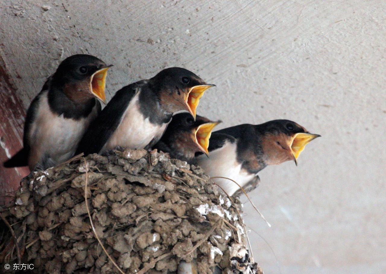 公鸡啄人迷信说法，公鸡啄人怎么办（这几种动物被人们说有灵性）