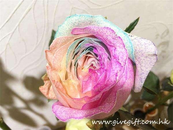 彩虹玫瑰的花语是什么，彩虹玫瑰有几种颜色（彩虹玫瑰制作方法问题解答）