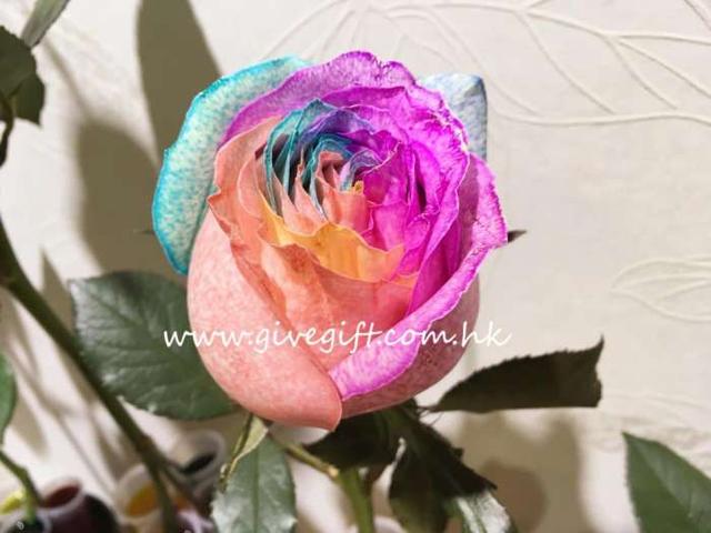 彩虹玫瑰的花语是什么，彩虹玫瑰有几种颜色（彩虹玫瑰制作方法问题解答）