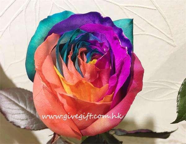彩虹玫瑰的花语是什么，彩虹玫瑰有几种颜色（彩虹玫瑰制作方法问题解答）
