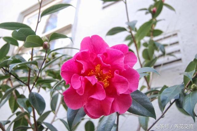 茶花树叶子全部干枯怎么办，茶花树叶子干枯打卷怎么补救（山茶花的叶子出现卷曲）
