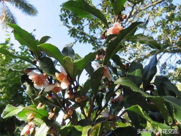 茶花树叶子全部干枯怎么办，茶花树叶子干枯打卷怎么补救（山茶花的叶子出现卷曲）