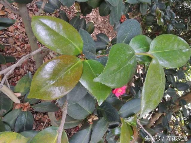 茶花树叶子全部干枯怎么办，茶花树叶子干枯打卷怎么补救（山茶花的叶子出现卷曲）