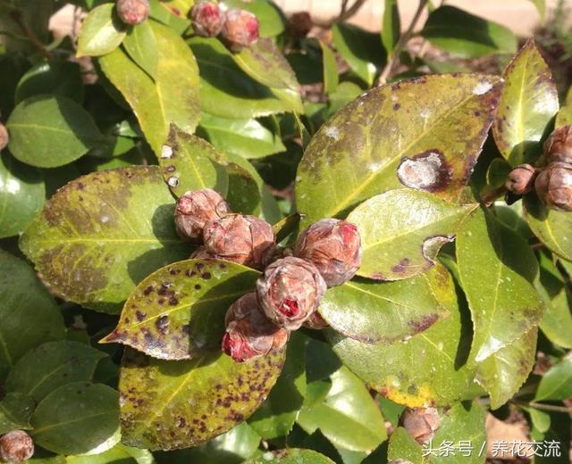 茶花树叶子全部干枯怎么办，茶花树叶子干枯打卷怎么补救（山茶花的叶子出现卷曲）