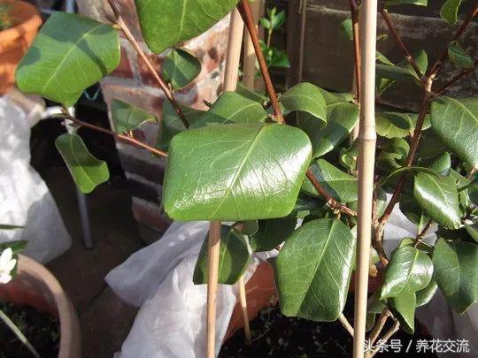 茶花树叶子全部干枯怎么办，茶花树叶子干枯打卷怎么补救（山茶花的叶子出现卷曲）