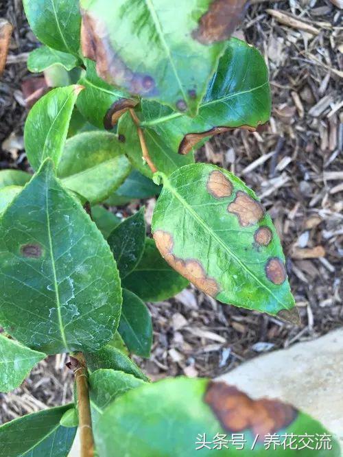 茶花树叶子全部干枯怎么办，茶花树叶子干枯打卷怎么补救（山茶花的叶子出现卷曲）