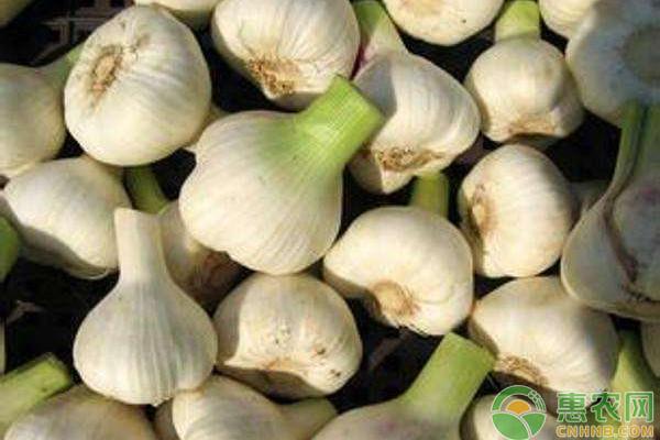 大蒜多少钱一斤现在，2022年7月26号金乡大蒜现在多少钱一斤（今日各地大蒜价格最新报价汇总）