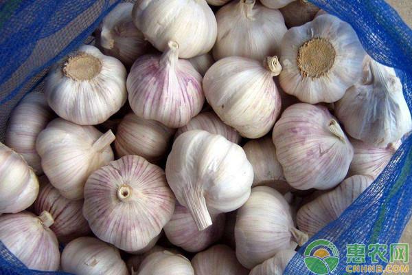 大蒜多少钱一斤现在，2022年7月26号金乡大蒜现在多少钱一斤（今日各地大蒜价格最新报价汇总）