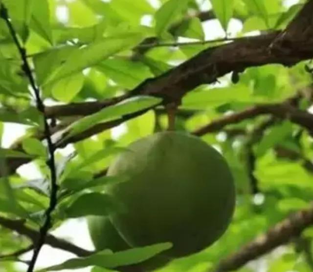 七色堇花语是什么，七色堇花语和传说（这些奇花异草太美了）