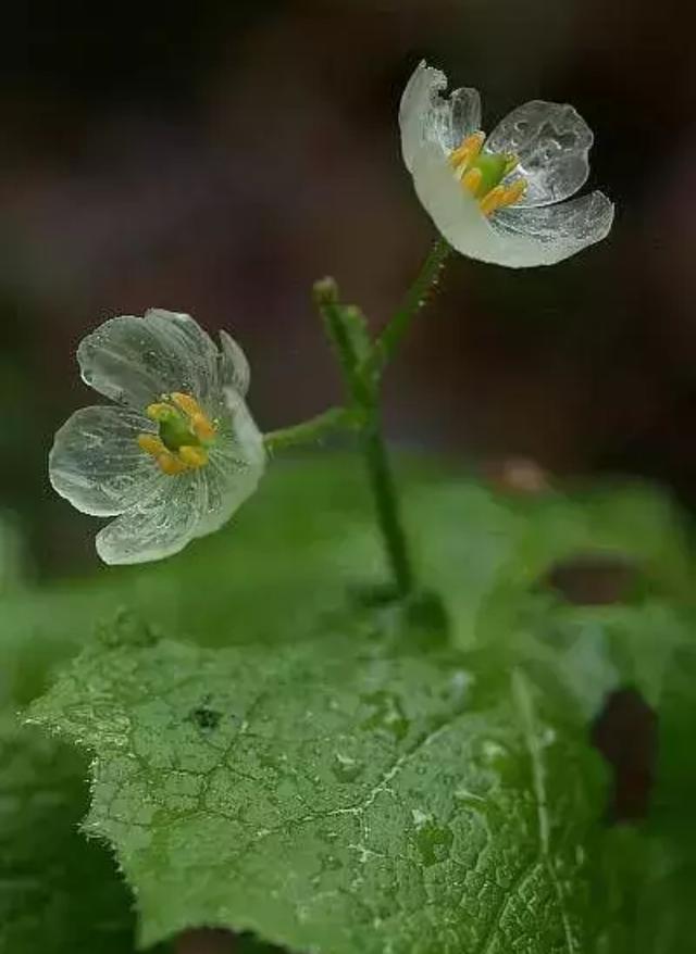 七色堇花语是什么，七色堇花语和传说（这些奇花异草太美了）
