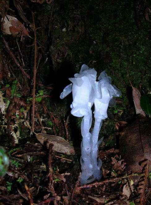 七色堇花语是什么，七色堇花语和传说（这些奇花异草太美了）