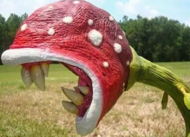 七色堇花语是什么，七色堇花语和传说（这些奇花异草太美了）