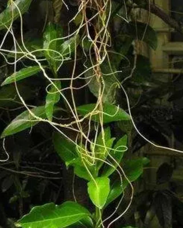 七色堇花语是什么，七色堇花语和传说（这些奇花异草太美了）