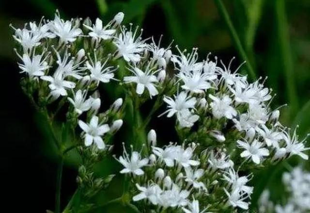 七色堇花语是什么，七色堇花语和传说（这些奇花异草太美了）