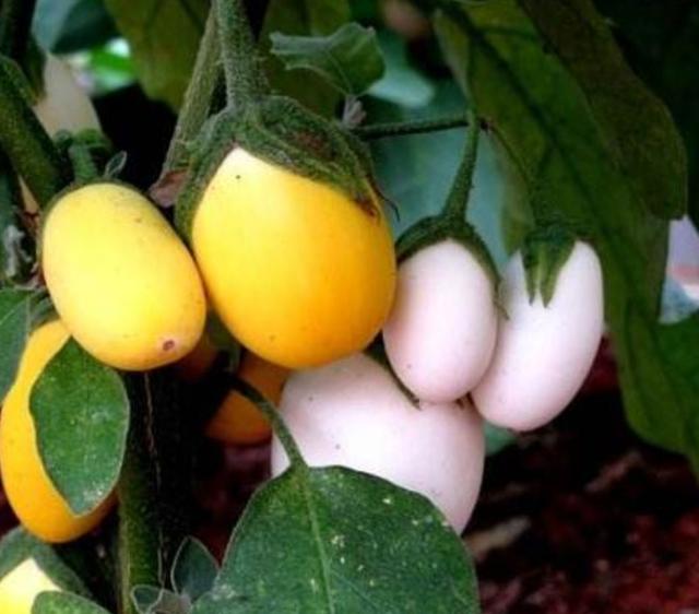 七色堇花语是什么，七色堇花语和传说（这些奇花异草太美了）