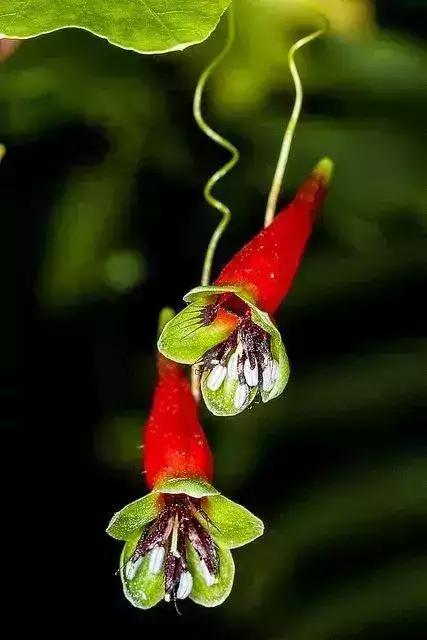 七色堇花语是什么，七色堇花语和传说（这些奇花异草太美了）