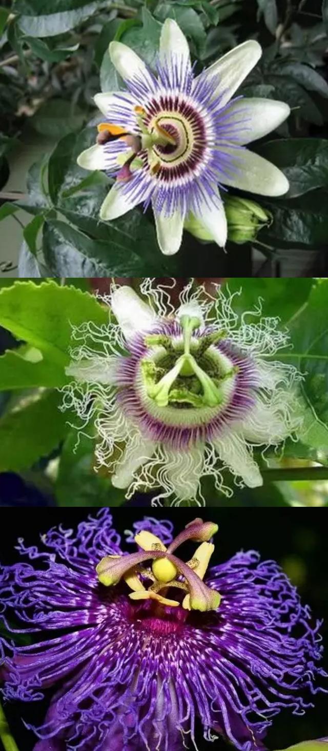 七色堇花语是什么，七色堇花语和传说（这些奇花异草太美了）