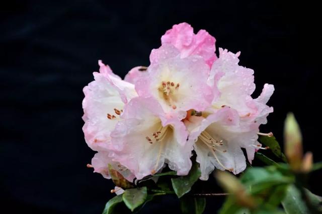 杜鹃花的花语是什么意思呢，杜鹃花要开了......
