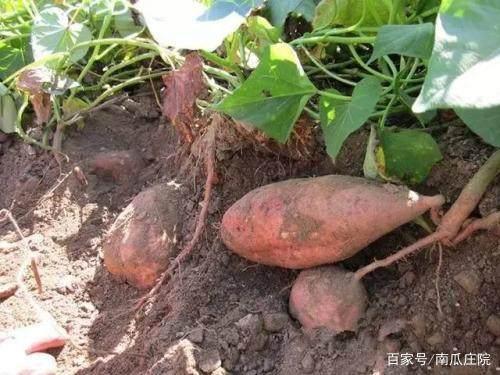百年地窖里的红薯，红薯窖里的红薯长期存放不坏的原因是什么
