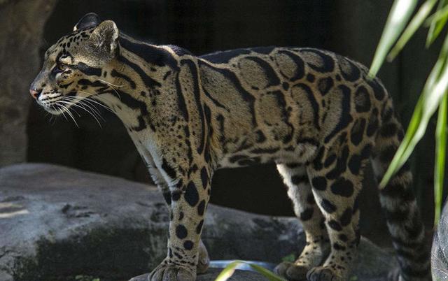 云豹属于什么物种，云豹属于什么属（物种百科：云豹）