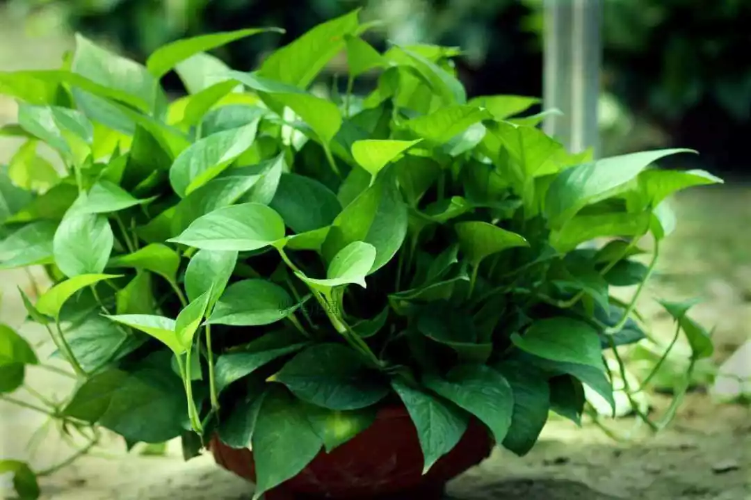 天啦绿萝居然有这么多品种,看看你养的是哪种绿植(绿萝有些什么品种)
