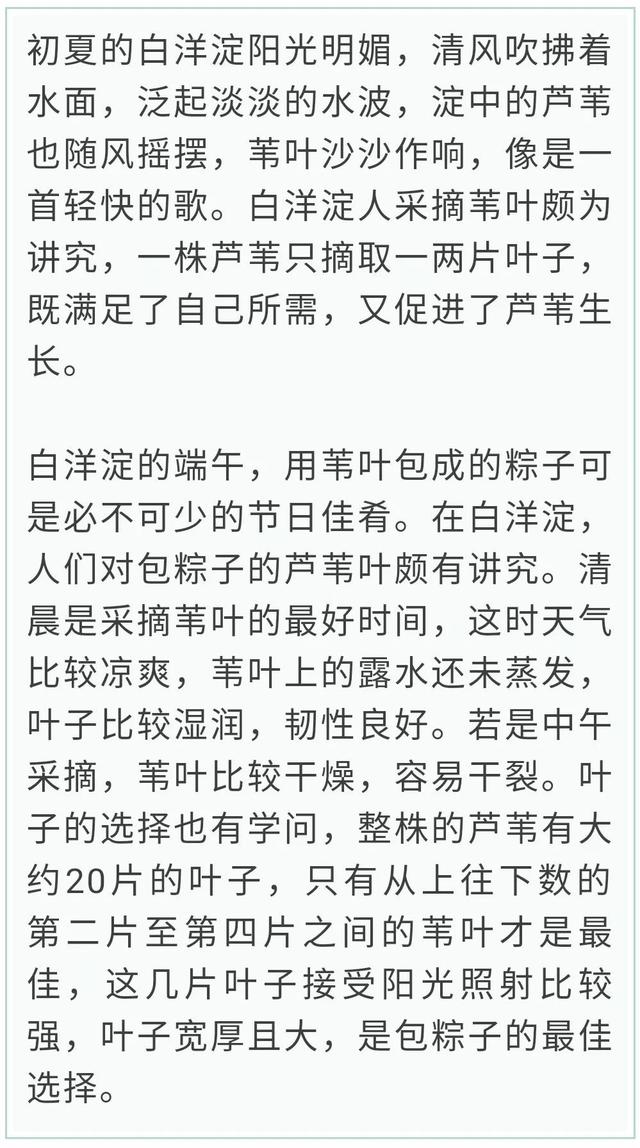 粽子叶是什么植物的叶子，广东粽子叶是什么植物的叶子（粽叶到底是啥植物的叶子）