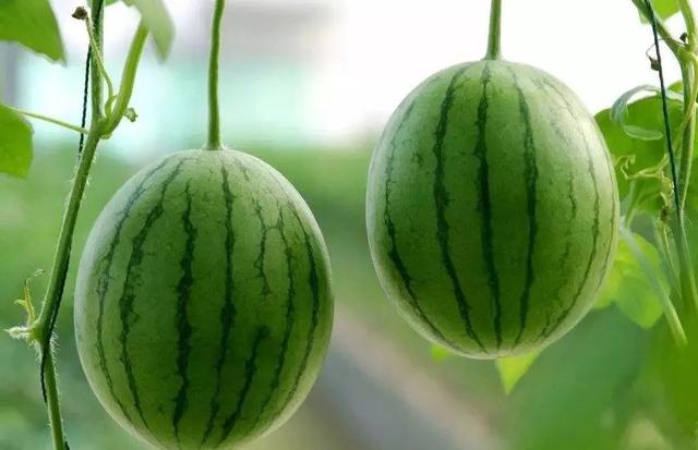 西瓜的功效与作用禁忌，西瓜的功效和作用禁忌（西瓜几大功效和禁忌，了解一下）