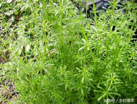 地丁草的功效，地交草药的功效（麦田野草——猪殃殃）