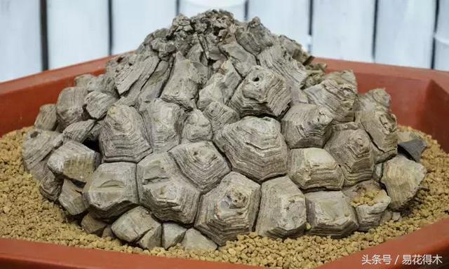 南非叶什么时候吃最好，南非叶吃什么的（多肉推荐：龟甲龙的鉴赏与养护）