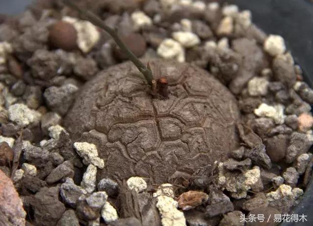 南非叶什么时候吃最好，南非叶吃什么的（多肉推荐：龟甲龙的鉴赏与养护）