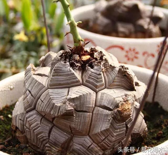 南非叶什么时候吃最好，南非叶吃什么的（多肉推荐：龟甲龙的鉴赏与养护）