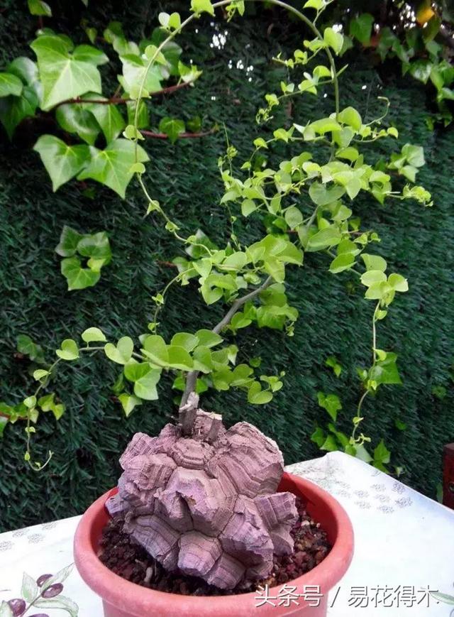 南非叶什么时候吃最好，南非叶吃什么的（多肉推荐：龟甲龙的鉴赏与养护）